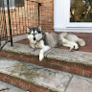 Meet your Posher, Jish